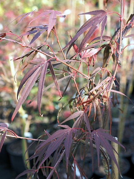 Acer Palmatum 'Beni Otake'